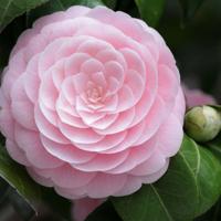 为一个曾经不断忧伤散文