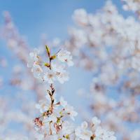 识得愁滋味，天凉好个秋