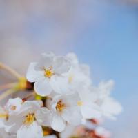 送给你一朵最特别的玫瑰花