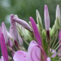 (校园爱情文章)到不了的爱情叫远方