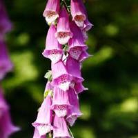 日落惆怅多寂寥