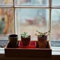 要过年了，我要回家看母亲