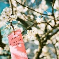 迷狸鬼故事之血馒头