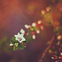 生命如茶，慢慢的等