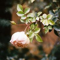 好想联系你，可是我很害怕