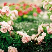 爱情伤感语录 曾经相遇，总胜过从未碰头