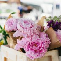 木槿花开在童年的记忆里