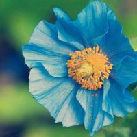 喂，我不等你了