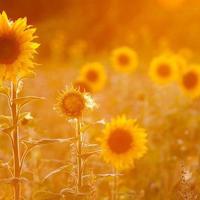 隔着岁月的河散文