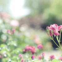 将爱永存在海边绽放的烟火间