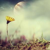 修成一株安静的莲