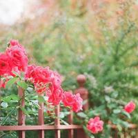 坚持，让爱情开花结果