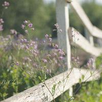 董有才经典语录