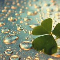 谁念西风独自凉