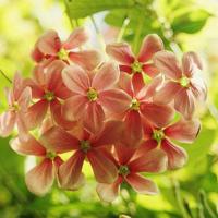 也许,一句话一阵风,就吹熄了承诺