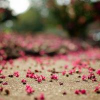 时光未央却诉离殇