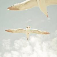 给爸爸的一封信