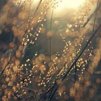 飘落的温存在黄昏中隐约