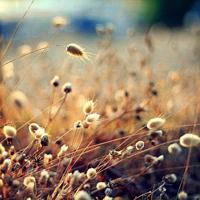 女人魅惑男人无需爱的太多