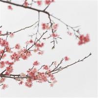 湄公鳊鱼的生存启示