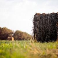 美文美段摘抄100字