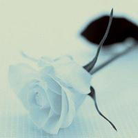 从来没有人会踢一只死狗