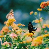 描写弟弟外貌的片段