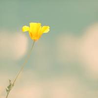 花开一季又何妨散文