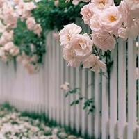 那一碗幸福的软饭