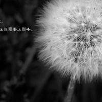 有的人一辈子都没读懂这个故事