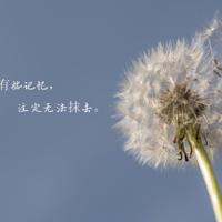 520封爱的信件