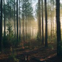 骆驼祥子美文摘抄加赏析