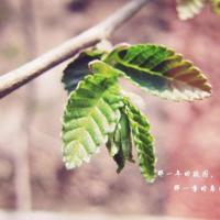 那个如茶女子散文