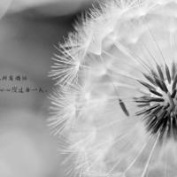 时光吹散了少年，谁的等待，恰逢花开