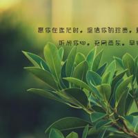 关于坚强的名言名句,意志坚强的名言警句