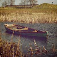 我感受到了枸杞的魅力