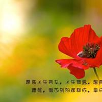 又见高岗杜鹃红