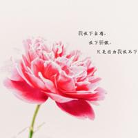 淡淡的流年,淡淡的思