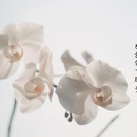 牵手！太阳岛 外篇