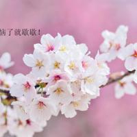 描写父母背影的经典片段