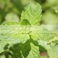 郎朗讲述爱情故事：见她那刻 就知有美妙事发生