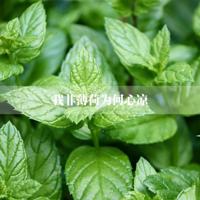 听闻玉兰醉满衫（二）兰女雨葬殇