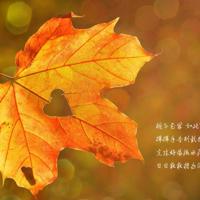 感恩父母的句子精选