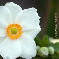 善良也是一种罪过