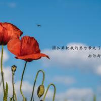 宠物店之黑猫--下