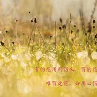 描写友情的句子，30条形容友情的句子