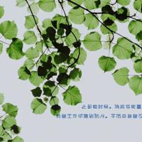 那风那雨那雪那琴声散文