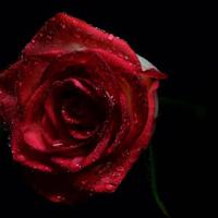 怀念 那些人 那些景