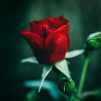 回家路上的白影