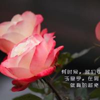 【城市鳄鱼旅行记】